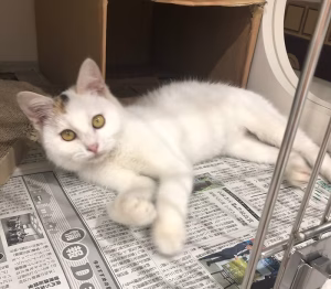 今日のわかめちゃん