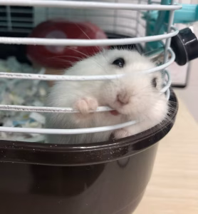 今日のコメちゃん