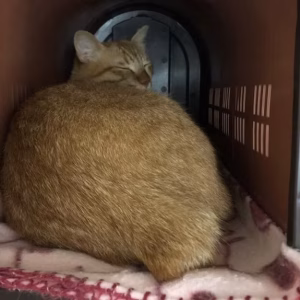 今日のむぎ