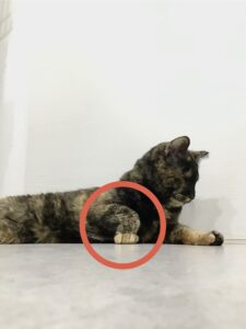 まりこさんのクセは右手にあり