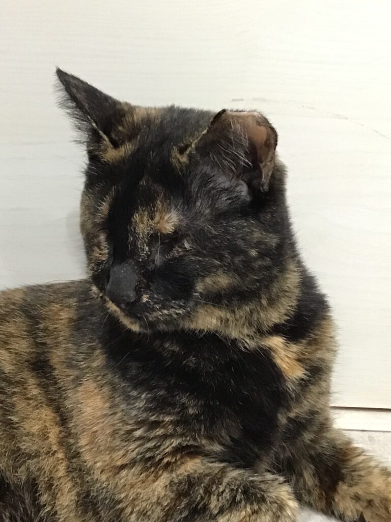 病院猫のまりこさん