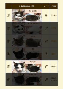 子猫の里親募集【9/14情報】