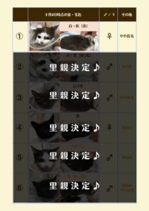 子猫の里親募集【9/23情報：あと一人に…】